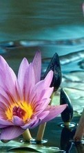 New mobile wallpapers - free download. Flowers,Water lilies,Plants picture and image for mobile phones.