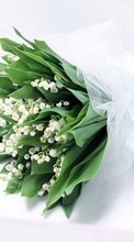 New mobile wallpapers - free download. Flowers, Lily of the valley, Plants picture and image for mobile phones.