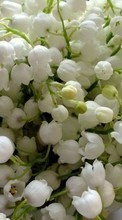 New mobile wallpapers - free download. Flowers, Lily of the valley, Plants picture and image for mobile phones.