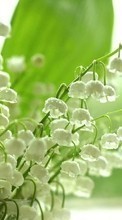 New mobile wallpapers - free download. Flowers,Lily of the valley,Plants picture and image for mobile phones.