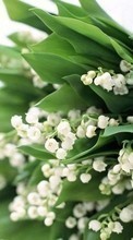Flowers,Lily of the valley,Plants for BlackBerry Bold 9000