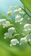 New mobile wallpapers - free download. Plants, Flowers, Lily of the valley picture and image for mobile phones.