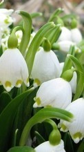 New 128x160 mobile wallpapers Plants, Flowers, Lily of the valley free download.