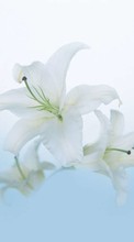 New mobile wallpapers - free download. Flowers, Lilies, Plants picture and image for mobile phones.