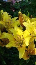 New mobile wallpapers - free download. Plants, Flowers, Lilies picture and image for mobile phones.