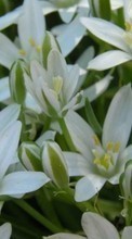Flowers,Lilies,Plants for HTC Desire C
