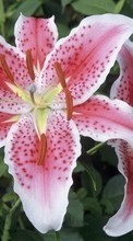 New 320x480 mobile wallpapers Plants, Flowers, Lilies free download.