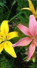 New 1280x800 mobile wallpapers Plants, Flowers, Lilies free download.