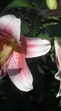 New mobile wallpapers - free download. Plants, Flowers, Lilies picture and image for mobile phones.