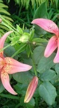 New 360x640 mobile wallpapers Plants, Flowers, Lilies free download.