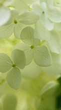New mobile wallpapers - free download. Flowers, Leaves, Plants picture and image for mobile phones.