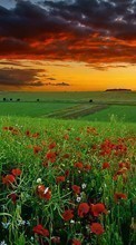 New mobile wallpapers - free download. Flowers, Poppies, Sky, Nature, Fields, Plants picture and image for mobile phones.