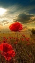 New mobile wallpapers - free download. Flowers, Poppies, Clouds, Landscape, Fields, Sun picture and image for mobile phones.