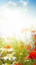 New mobile wallpapers - free download. Flowers, Poppies, Clouds, Plants, Sun picture and image for mobile phones.