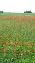 New mobile wallpapers - free download. Landscape, Flowers, Poppies picture and image for mobile phones.