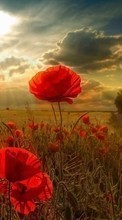 New mobile wallpapers - free download. Flowers,Poppies,Landscape,Fields picture and image for mobile phones.