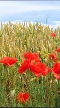 New mobile wallpapers - free download. Plants, Landscape, Flowers, Fields, Poppies, Wheat picture and image for mobile phones.