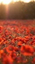 New mobile wallpapers - free download. Flowers, Poppies, Landscape, Fields, Plants, Sun picture and image for mobile phones.