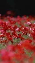 New mobile wallpapers - free download. Plants, Flowers, Poppies picture and image for mobile phones.