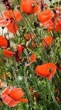 New 480x800 mobile wallpapers Plants, Flowers, Poppies free download.