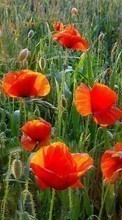 New 480x800 mobile wallpapers Plants, Flowers, Poppies free download.