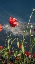 New mobile wallpapers - free download. Flowers, Poppies, Plants picture and image for mobile phones.