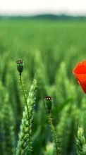 New mobile wallpapers - free download. Flowers, Poppies, Plants picture and image for mobile phones.