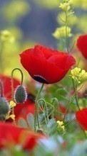 New mobile wallpapers - free download. Flowers,Poppies,Plants picture and image for mobile phones.
