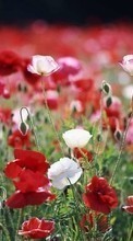 New mobile wallpapers - free download. Flowers,Poppies,Plants picture and image for mobile phones.