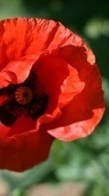 New 240x400 mobile wallpapers Plants, Flowers, Poppies free download.