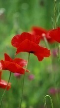 New 320x480 mobile wallpapers Plants, Flowers, Poppies free download.