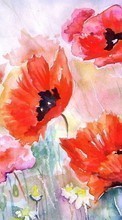 New mobile wallpapers - free download. Flowers, Poppies, Plants, Pictures picture and image for mobile phones.