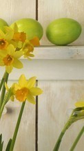 New mobile wallpapers - free download. Plants, Flowers, Narcissussi picture and image for mobile phones.