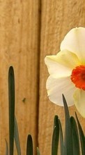 New mobile wallpapers - free download. Flowers, Narcissussi, Plants picture and image for mobile phones.