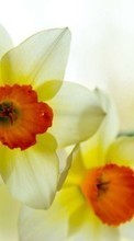 New mobile wallpapers - free download. Flowers,Narcissussi,Plants picture and image for mobile phones.