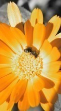 New mobile wallpapers - free download. Flowers,Insects,Bees picture and image for mobile phones.
