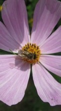 New mobile wallpapers - free download. Flowers, Insects, Bees picture and image for mobile phones.