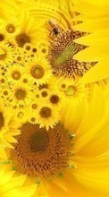 New mobile wallpapers - free download. Flowers, Insects, Bees, Sunflowers, Plants picture and image for mobile phones.