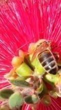 New mobile wallpapers - free download. Flowers, Insects, Bees, Plants picture and image for mobile phones.