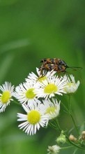 New mobile wallpapers - free download. Plants, Flowers, Insects, Camomile picture and image for mobile phones.