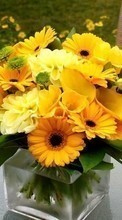 New mobile wallpapers - free download. Flowers, Still life, Sunflowers, Plants picture and image for mobile phones.