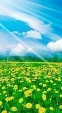 New mobile wallpapers - free download. Flowers, Sky, Clouds, Dandelions, Landscape, Fields picture and image for mobile phones.