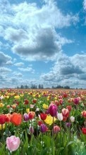 New mobile wallpapers - free download. Flowers, Sky, Clouds, Landscape, Fields, Plants, Tulips picture and image for mobile phones.