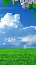 New mobile wallpapers - free download. Flowers, Sky, Clouds, Landscape, Fields, Grass picture and image for mobile phones.