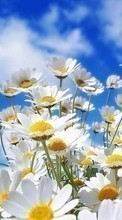 New mobile wallpapers - free download. Flowers, Sky, Clouds, Landscape, Plants, Camomile picture and image for mobile phones.
