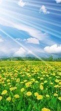 New mobile wallpapers - free download. Landscape, Flowers, Fields, Sky picture and image for mobile phones.
