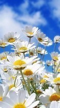 New mobile wallpapers - free download. Flowers, Sky, Plants, Camomile picture and image for mobile phones.