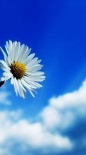 New 1024x600 mobile wallpapers Plants, Flowers, Sky, Camomile free download.