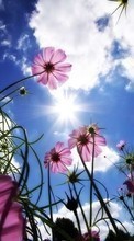 New 320x480 mobile wallpapers Plants, Flowers, Sky, Sun free download.