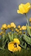 New mobile wallpapers - free download. Flowers, Sky, Plants, Tulips picture and image for mobile phones.
